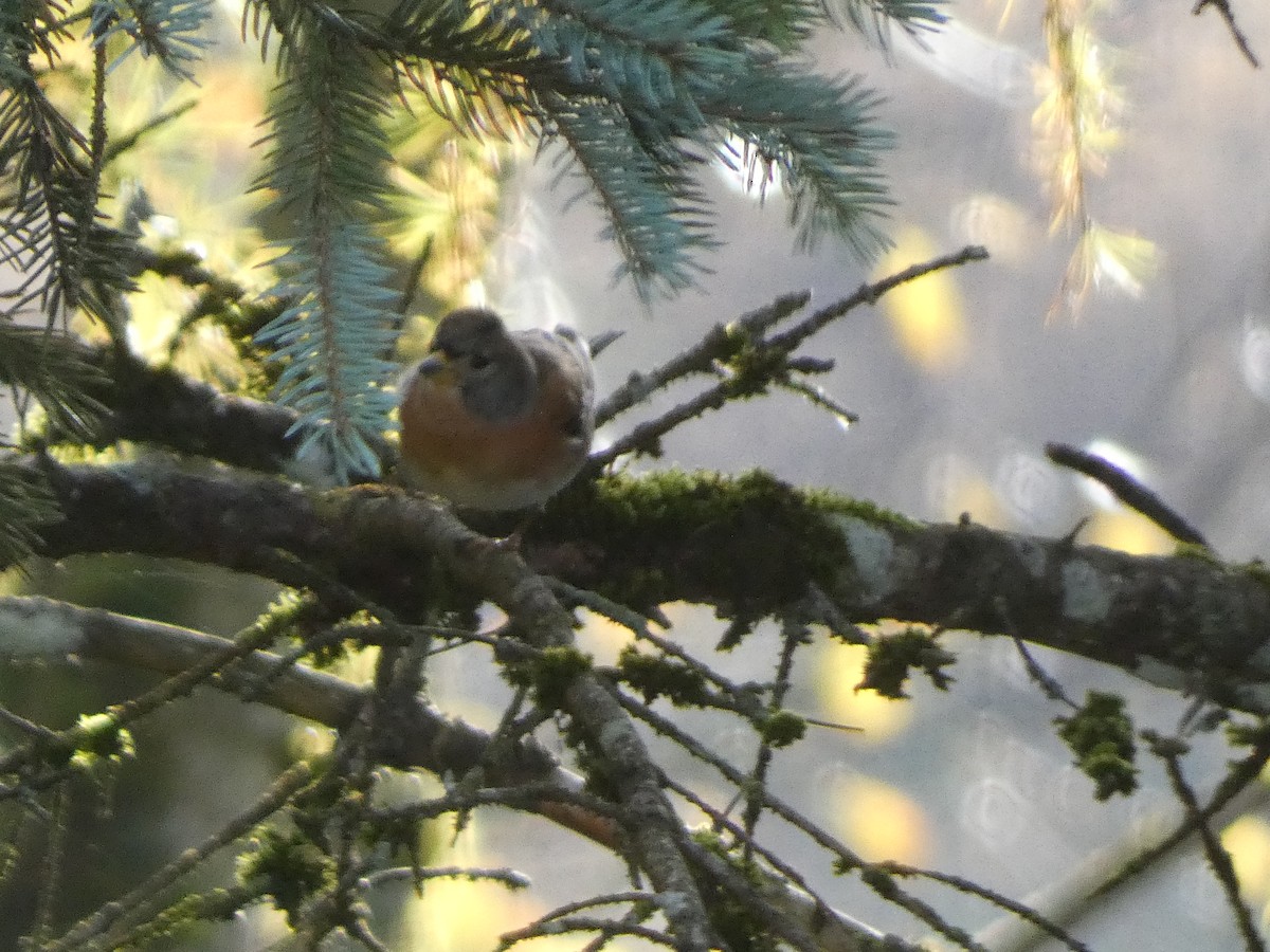 Brambling - ML644989603