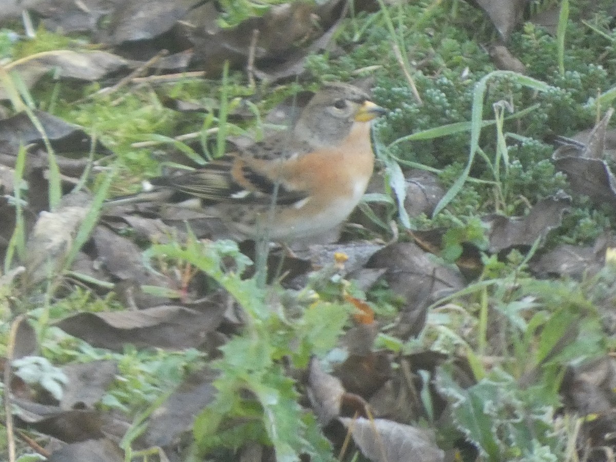 Brambling - ML644989606