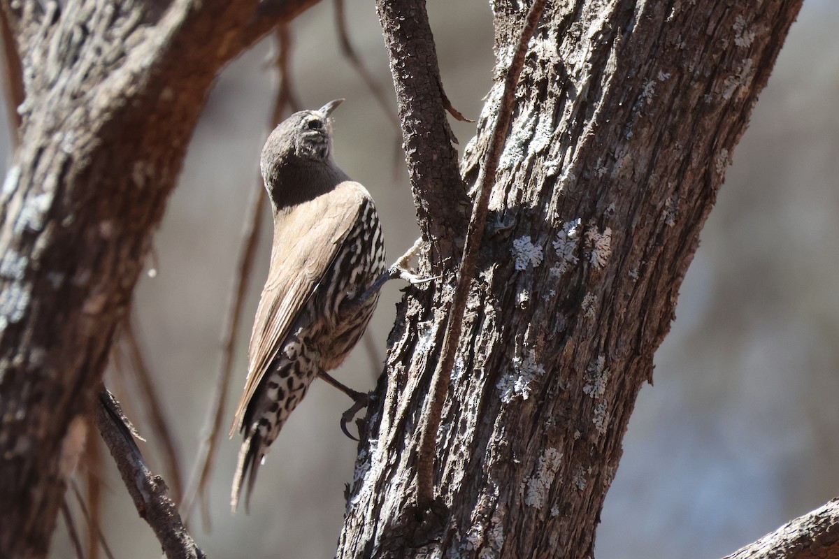 Weißbrauen-Baumrutscher - ML644989614