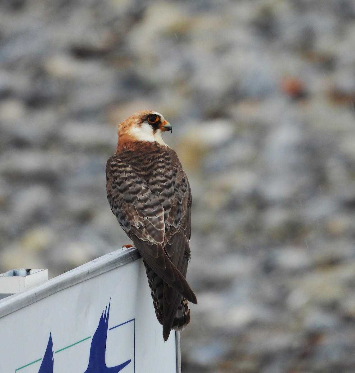 Red-footed Falcon - ML644989628