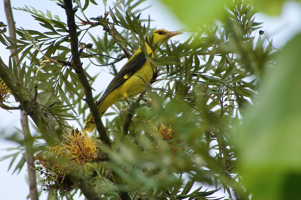 Indian Golden Oriole - ML644989648