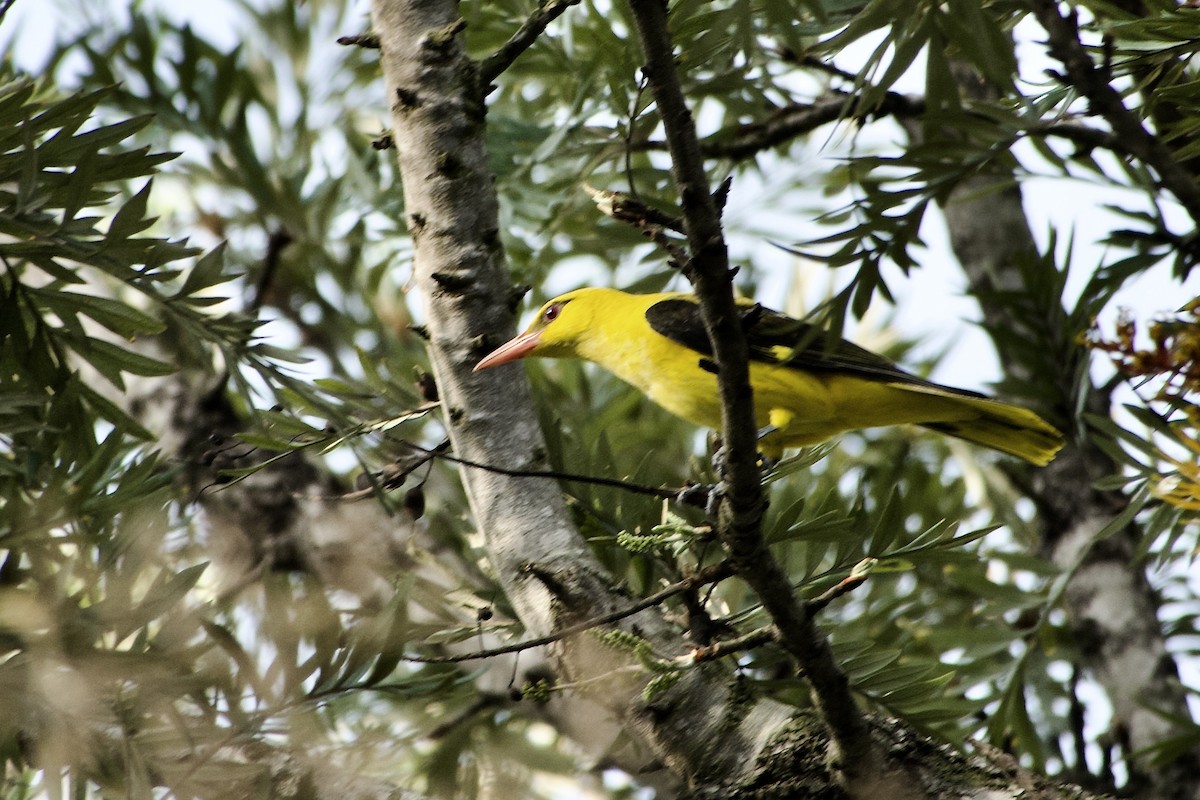Indian Golden Oriole - ML644989649