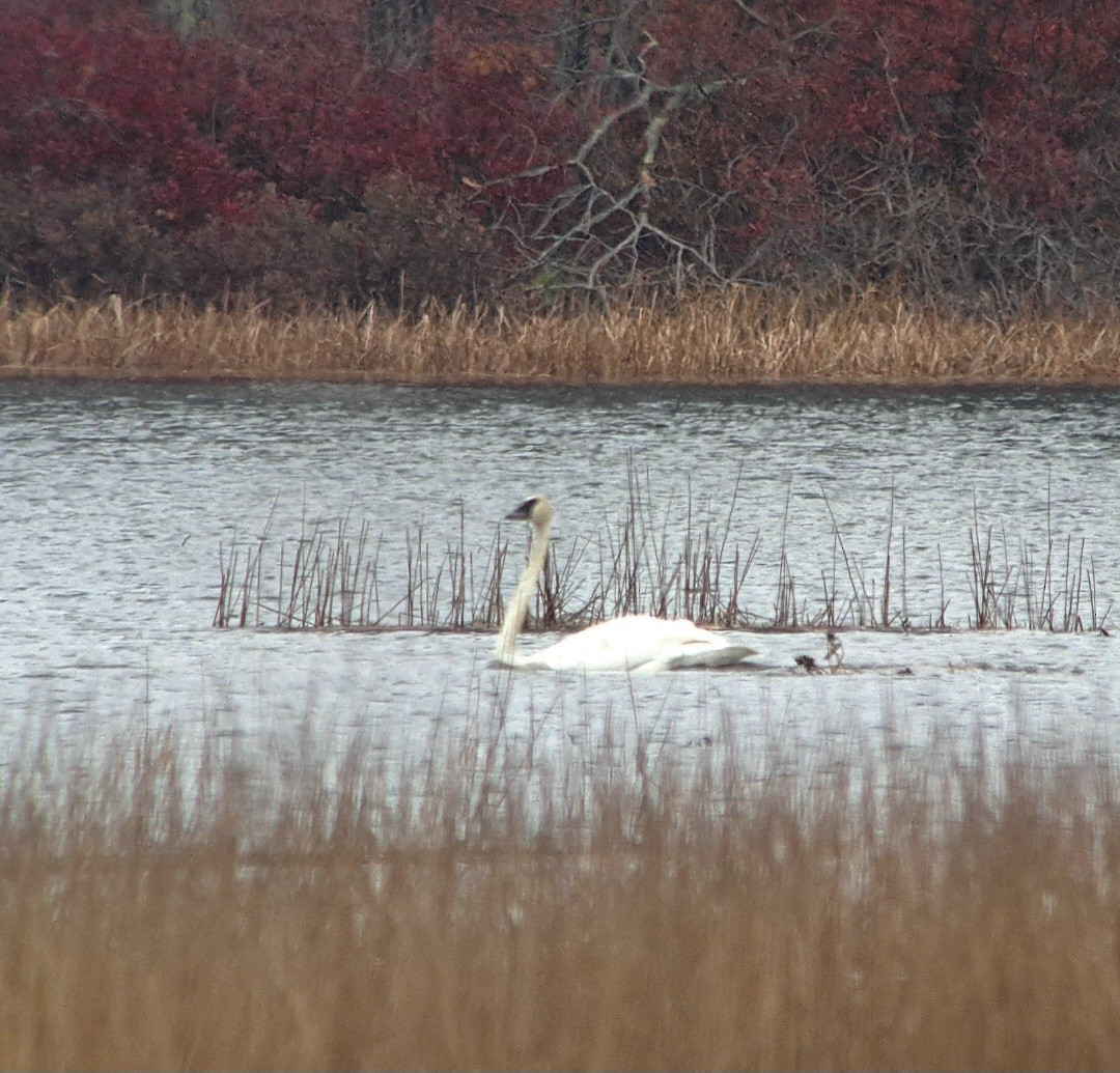 Trumpeter Swan - ML644989664