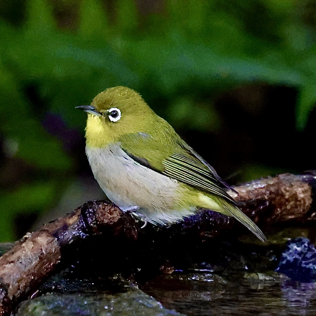 Warbling White-eye - ML644989708