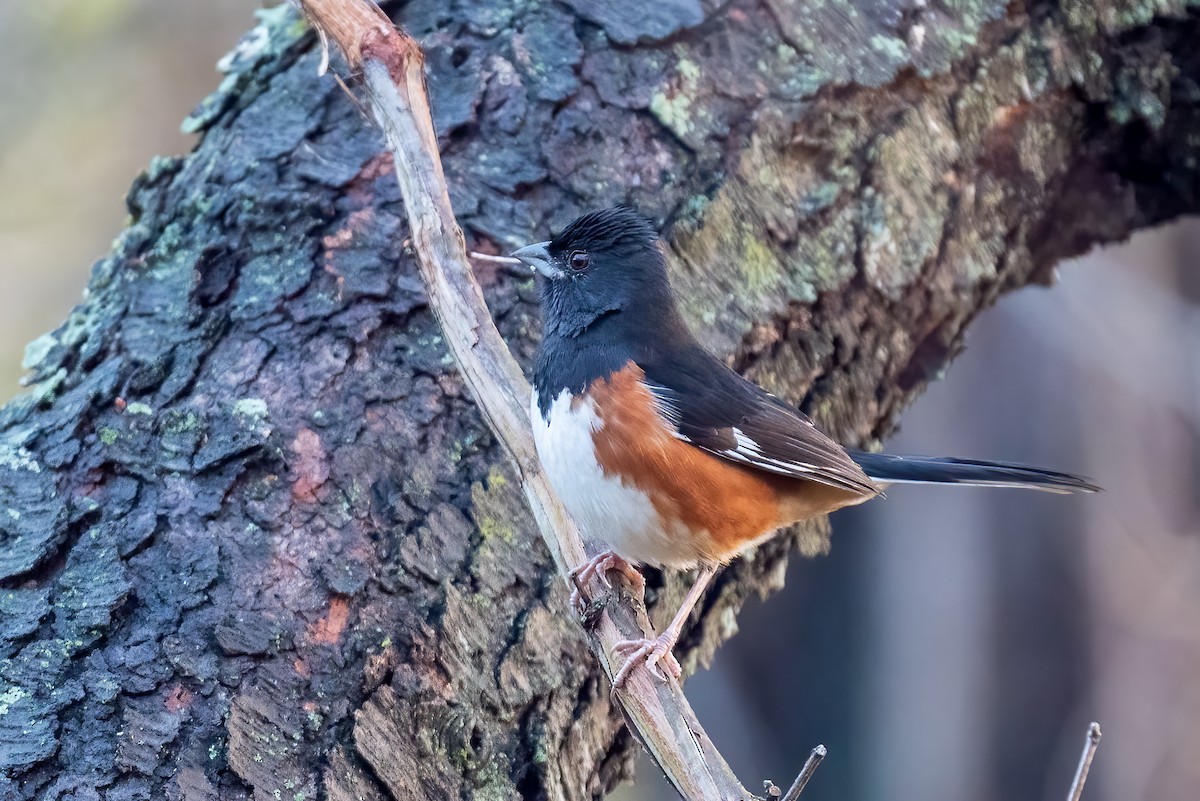 Красноглазый тохи - ML644989717