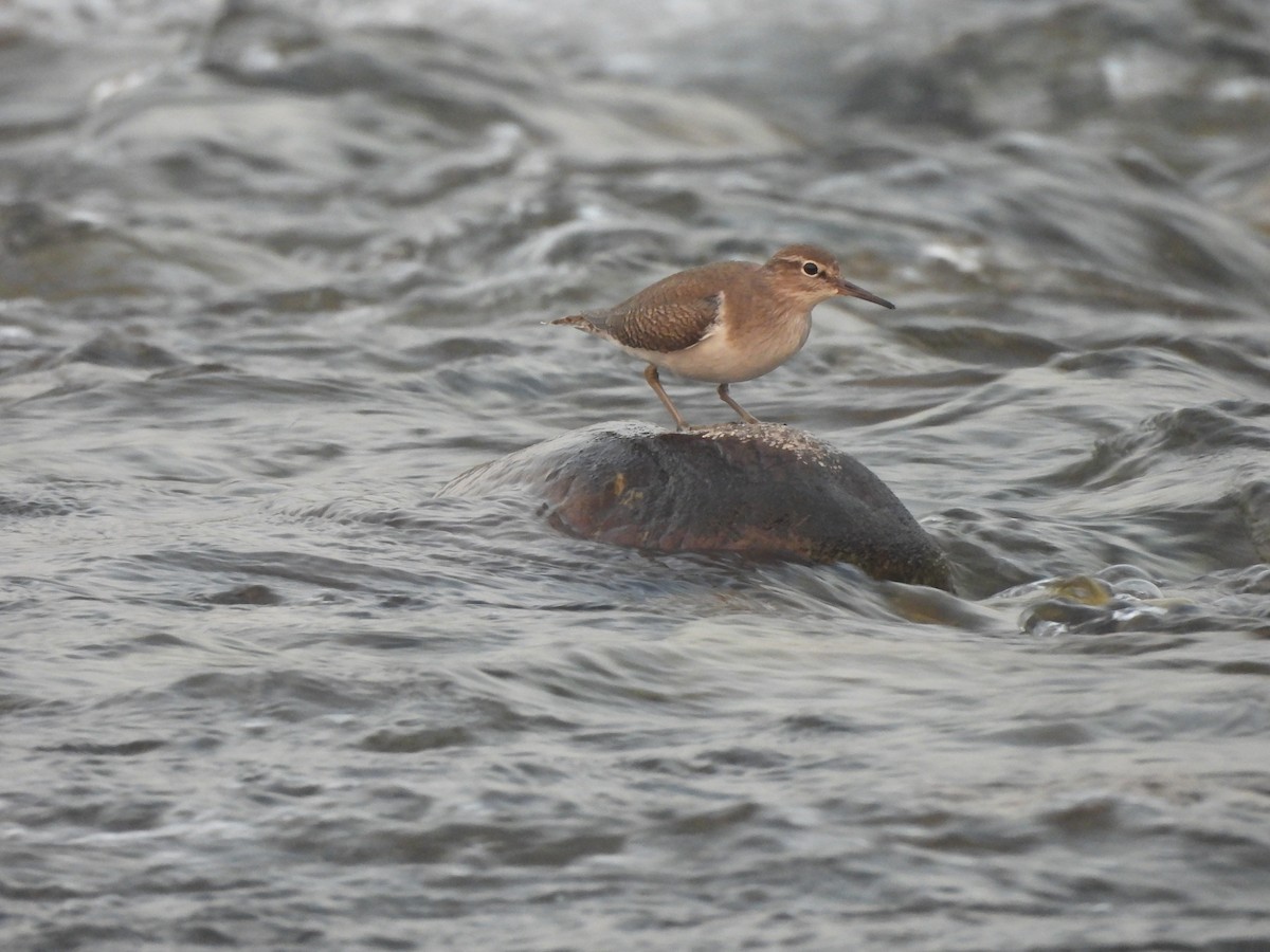 strandsnipe - ML644989730