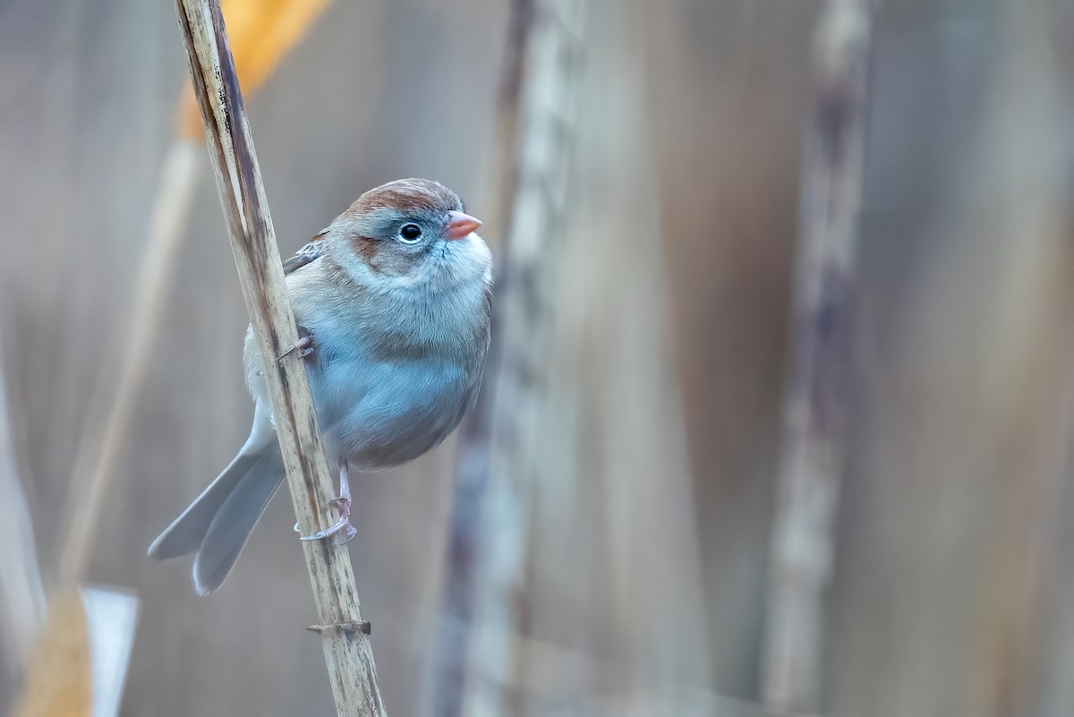 Полевая малая овсянка - ML644989740