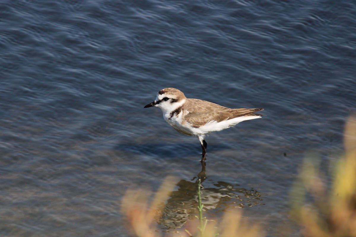Kentish Plover - ML644989746