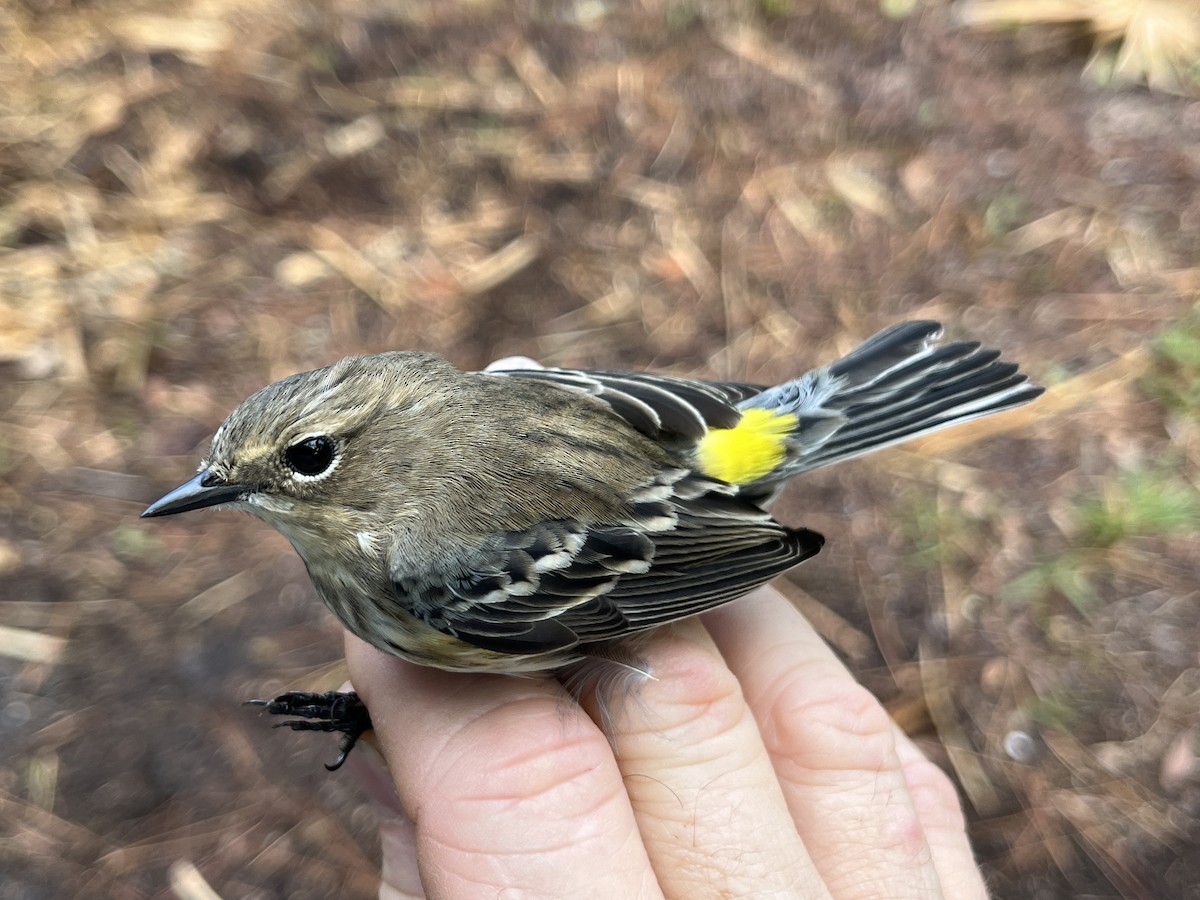 lesňáček žlutoskvrnný - ML644989755