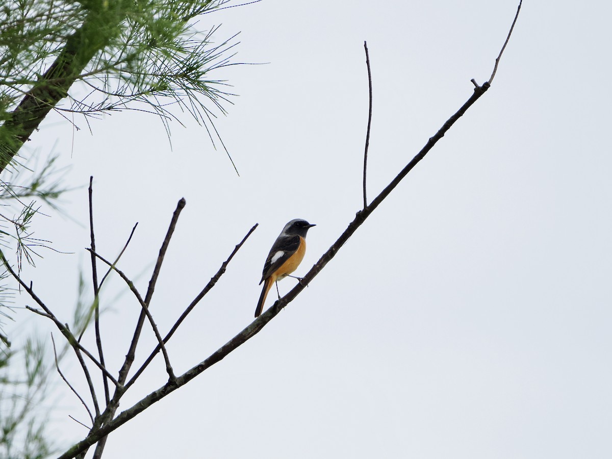 חכלילית סיבירית - ML644989759