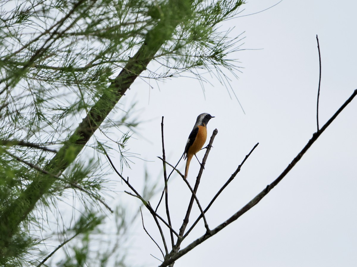 חכלילית סיבירית - ML644989760