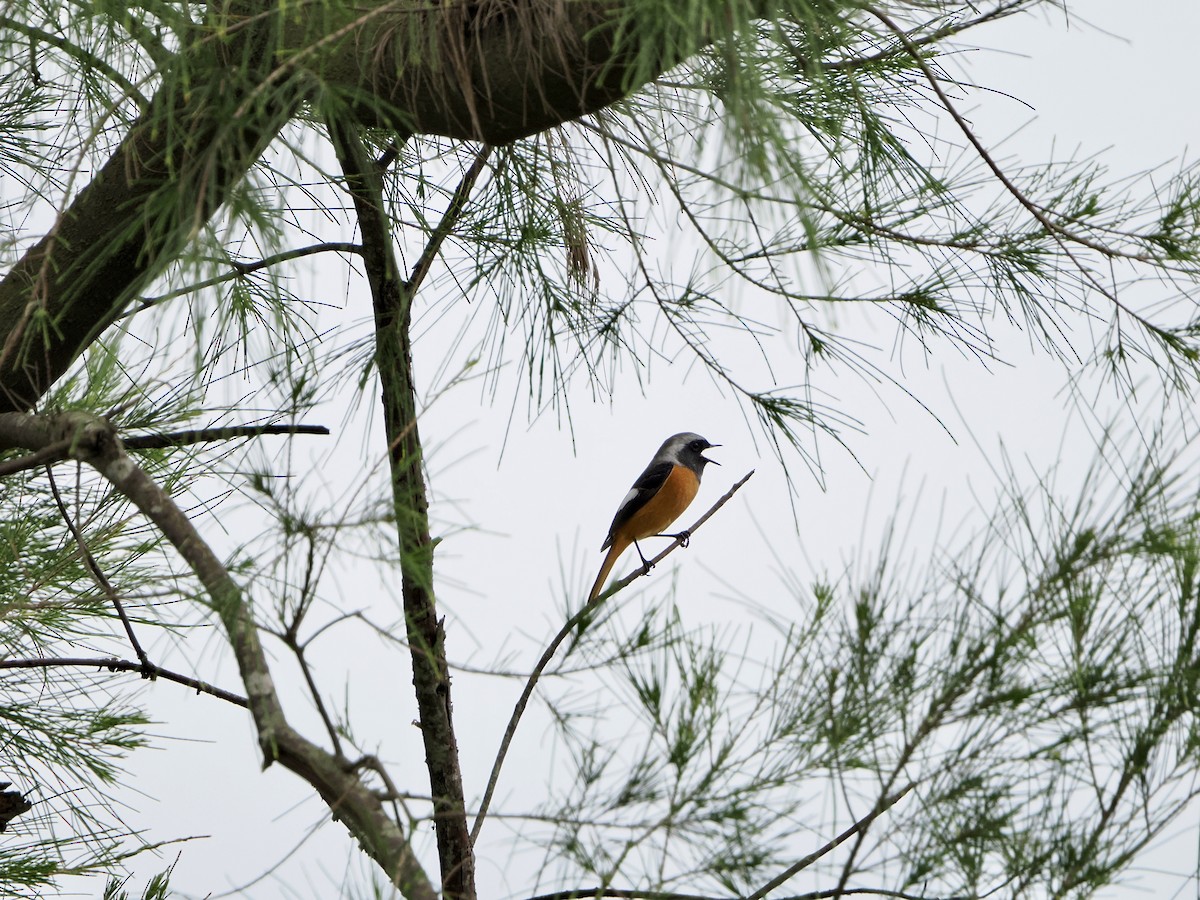 חכלילית סיבירית - ML644989761
