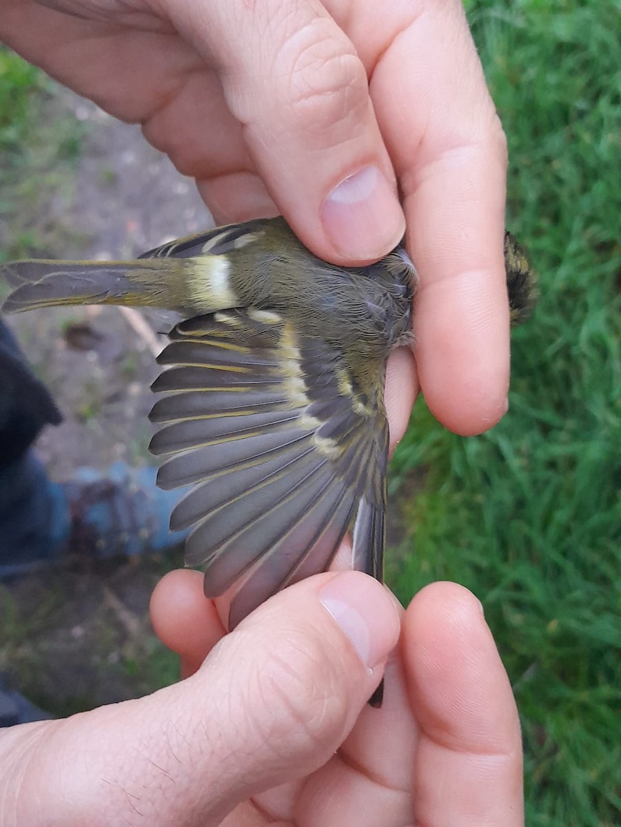 黃腰柳鶯 - ML644989766