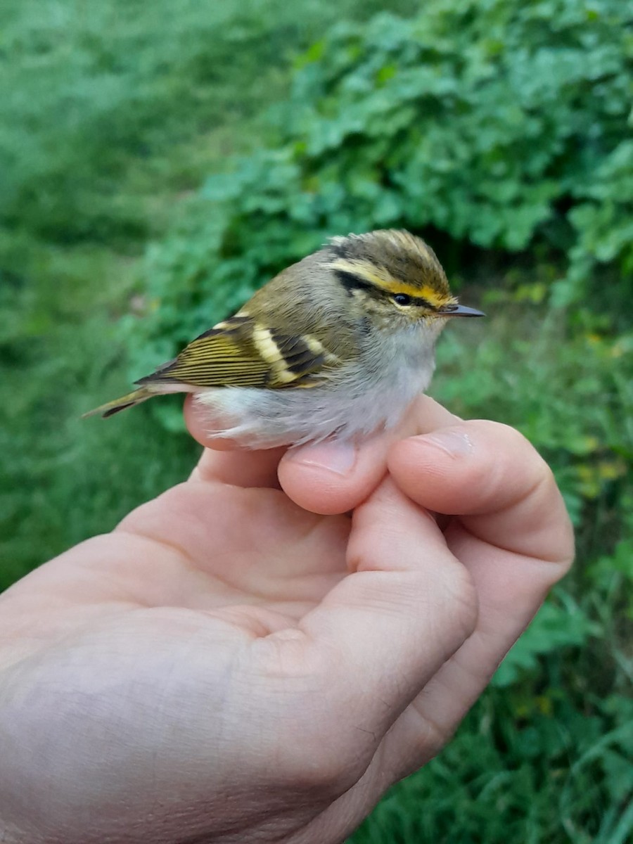 黃腰柳鶯 - ML644989767