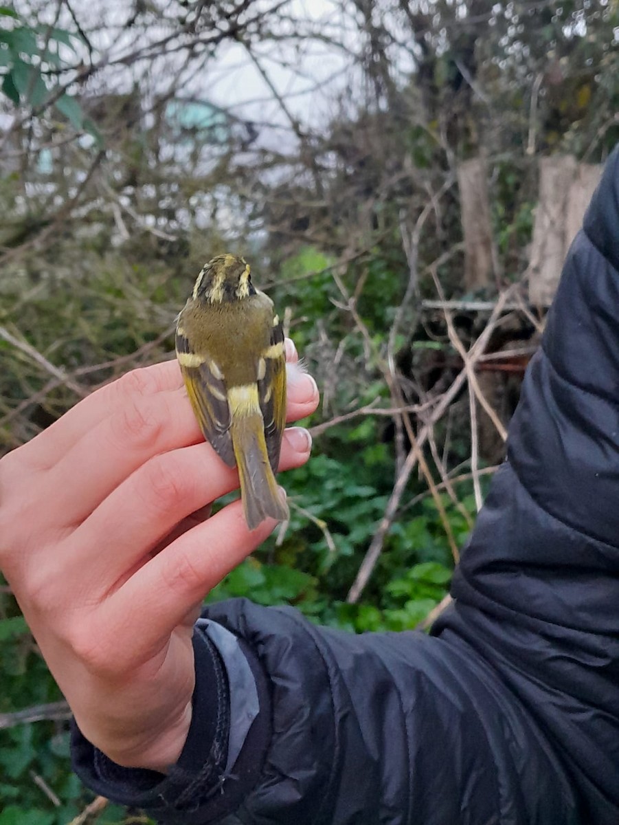 黃腰柳鶯 - ML644989768