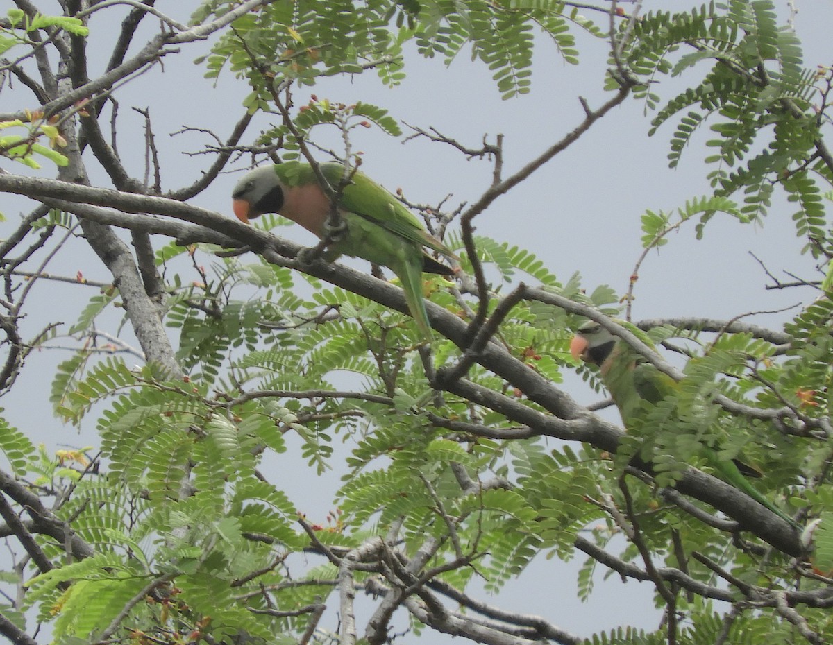 Red-breasted Parakeet - ML644989780