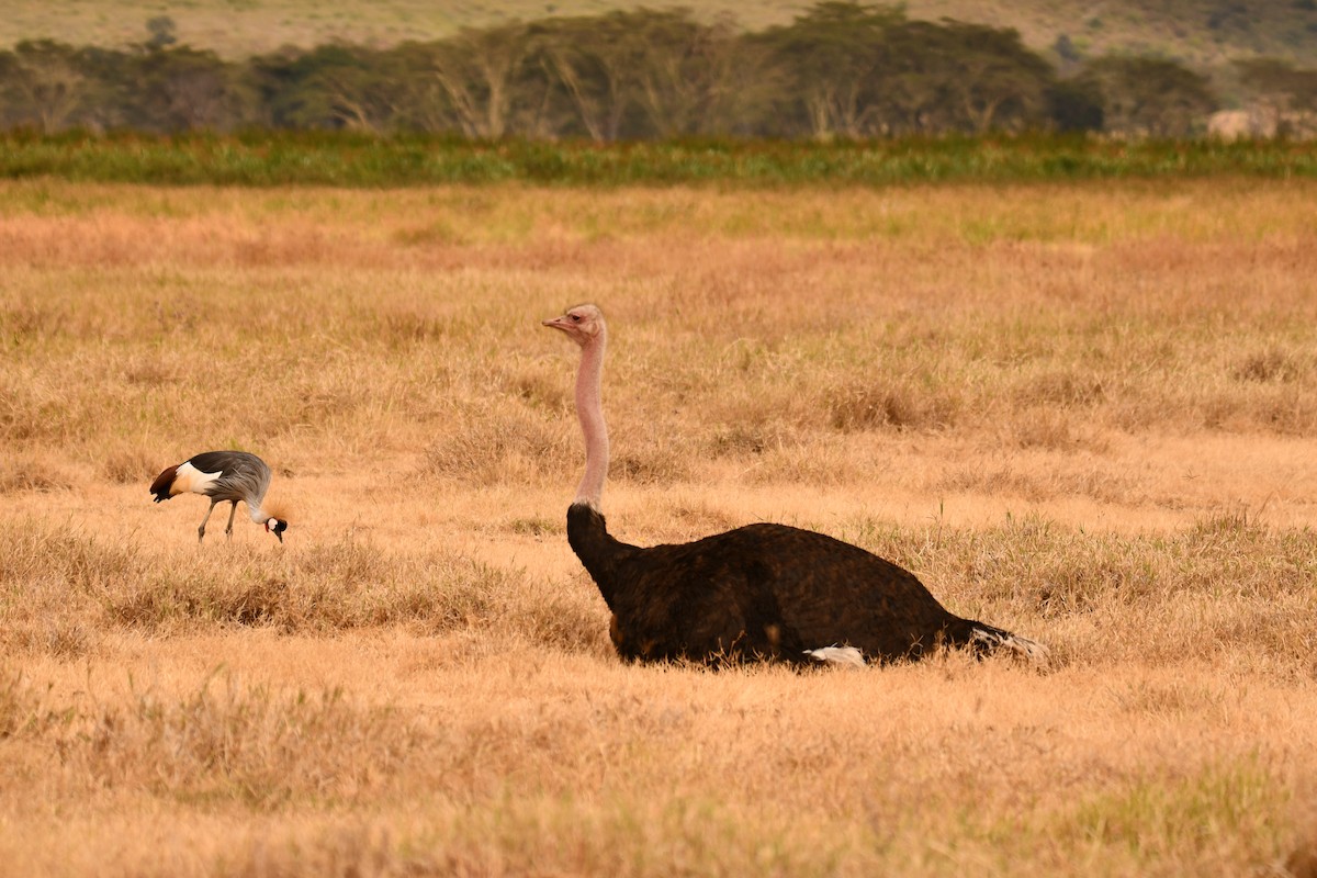 pštros dvouprstý - ML644989795