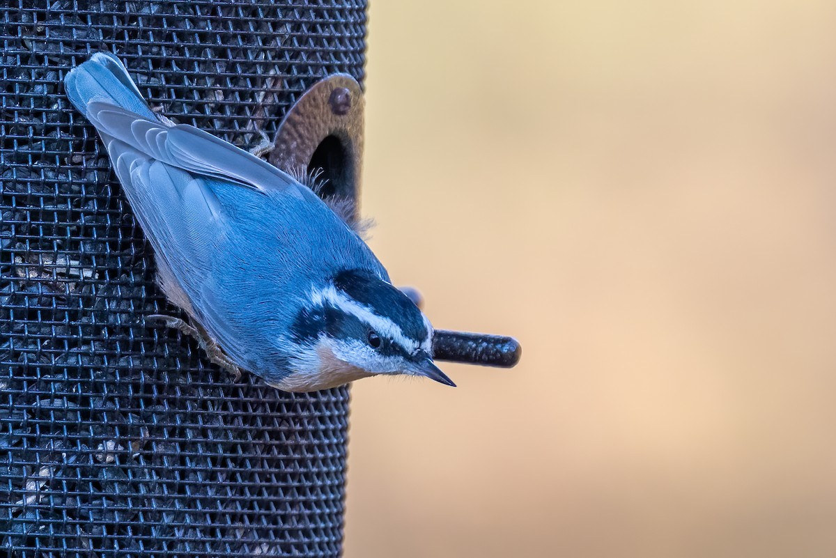 Канадский поползень - ML644989831