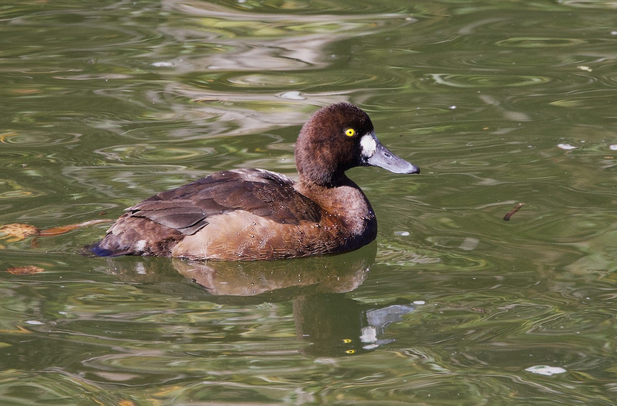 Lesser Scaup - ML644989851