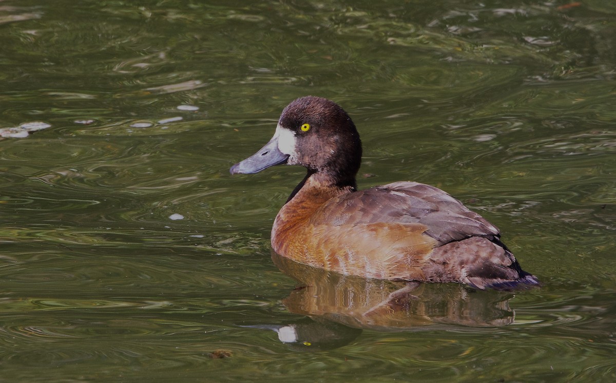 Lesser Scaup - ML644989853