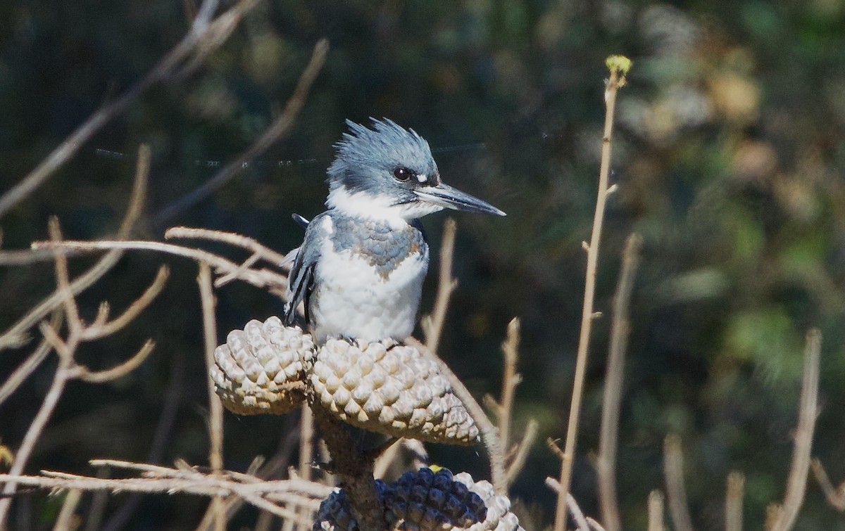 Belted Kingfisher - ML644989868
