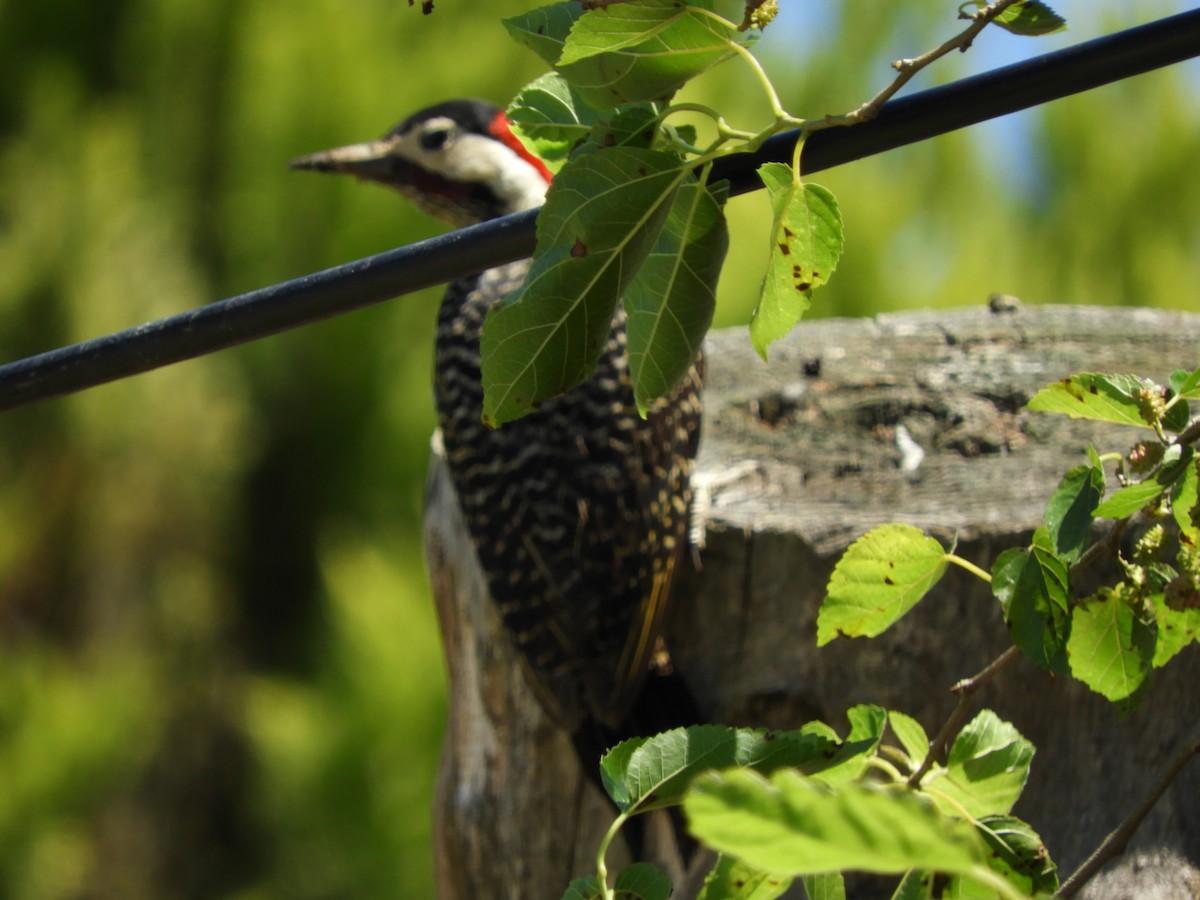 Декол плямистоволий - ML644989874