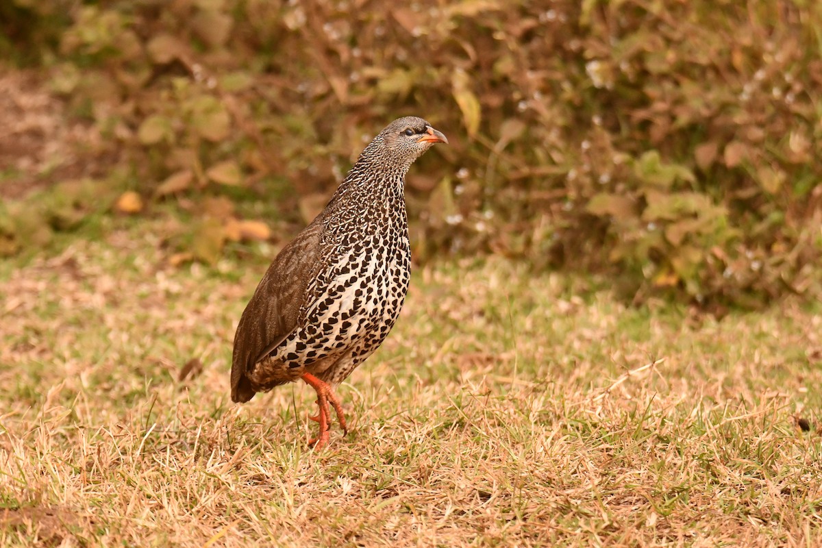 frankolín skvrnoprsý - ML644989878