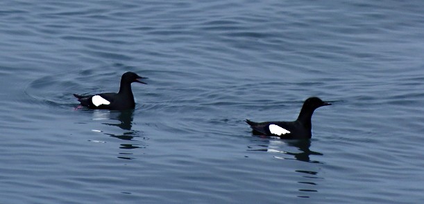אוריה שחורה - ML644989895