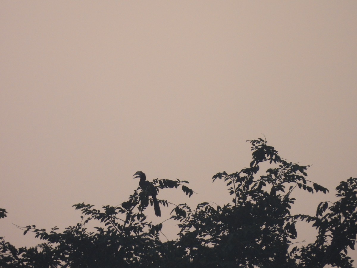 orienthornfugl - ML644989948