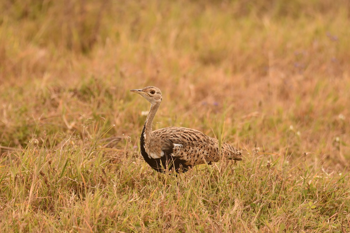drop černobřichý - ML644989958