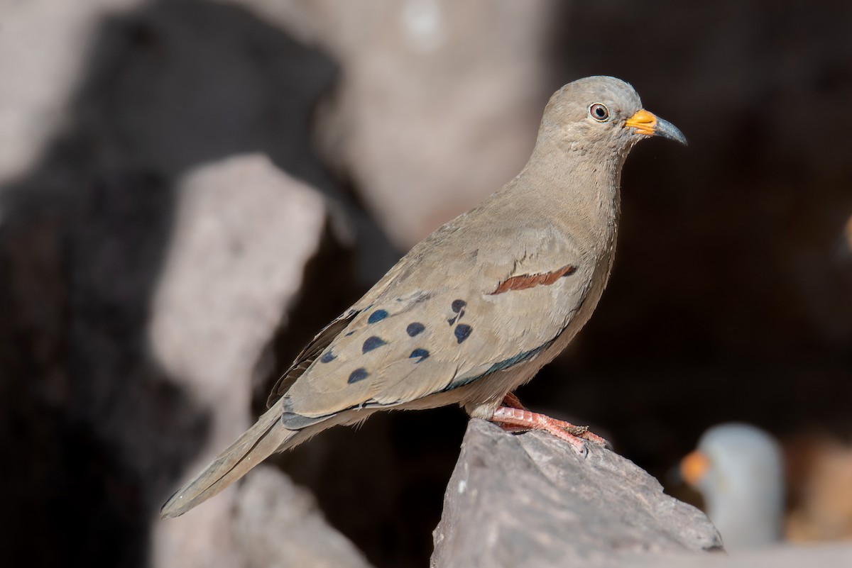 holoubek skřehotavý - ML644989965