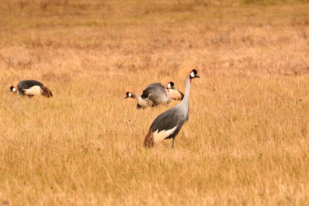 jeřáb královský - ML644989972