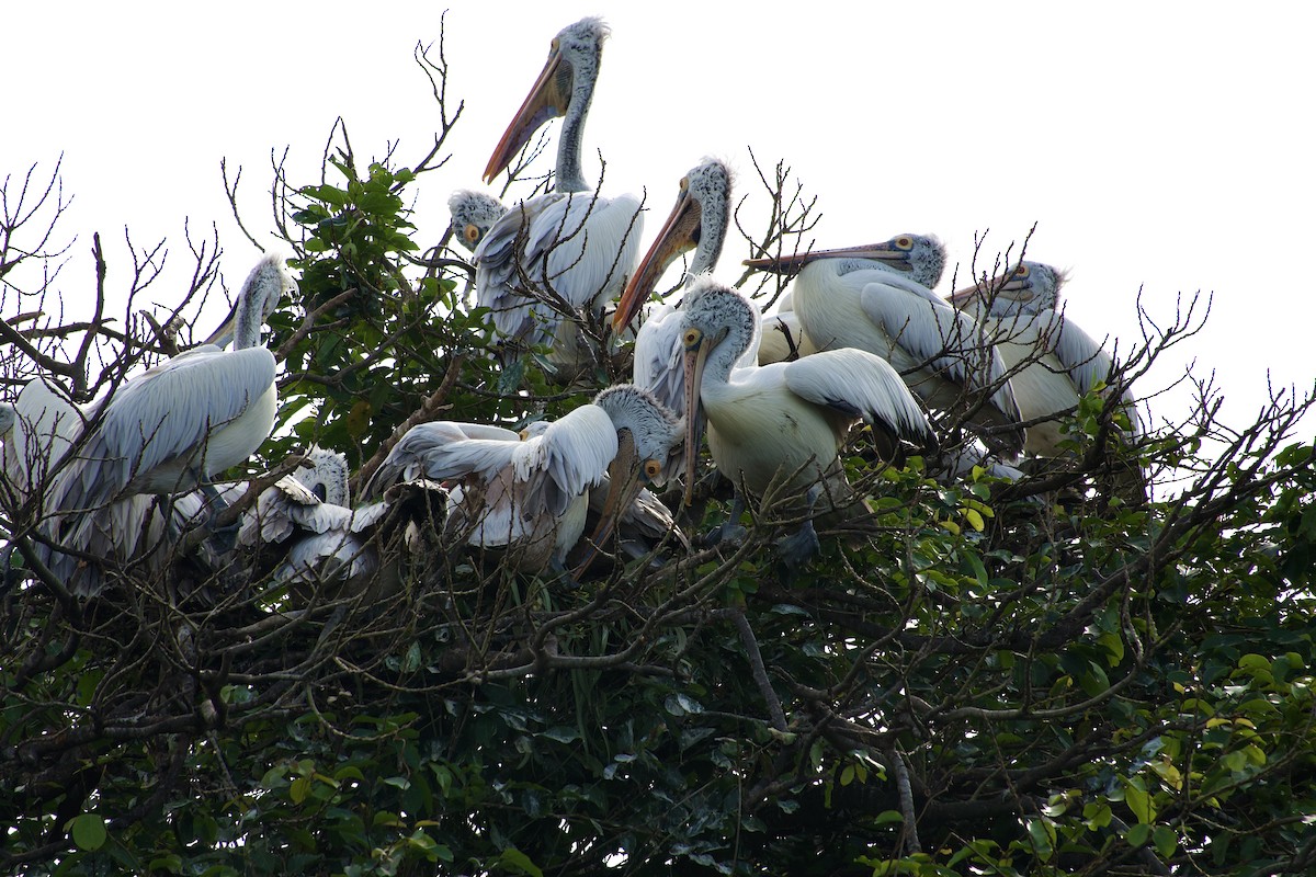 Pelícano Oriental - ML644989977