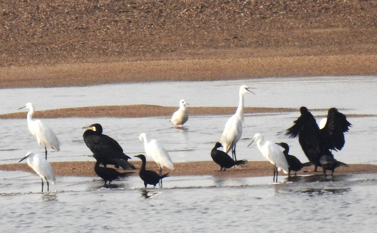 Gaviota Centroasiática - ML644989979