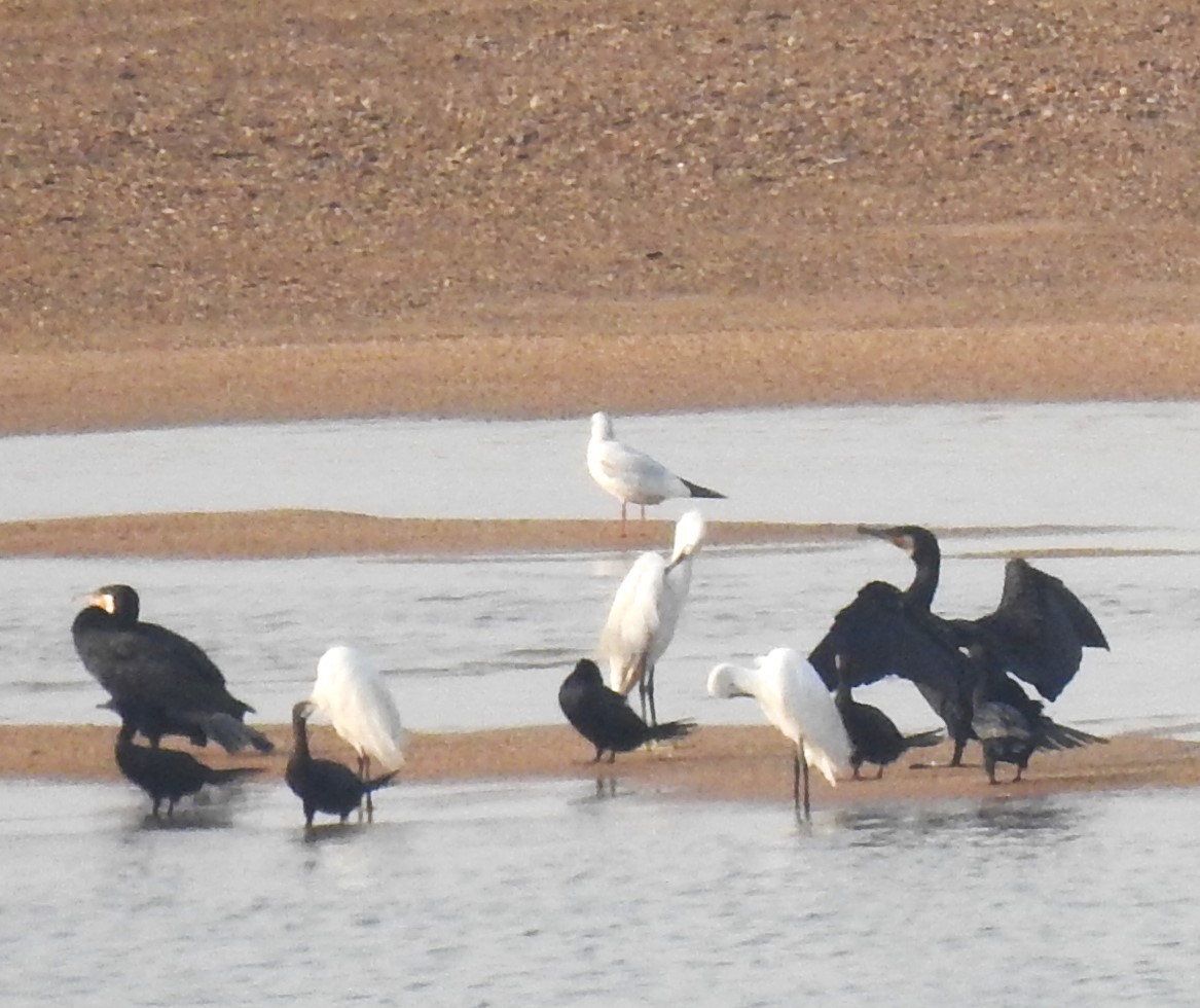 Gaviota Centroasiática - ML644989984