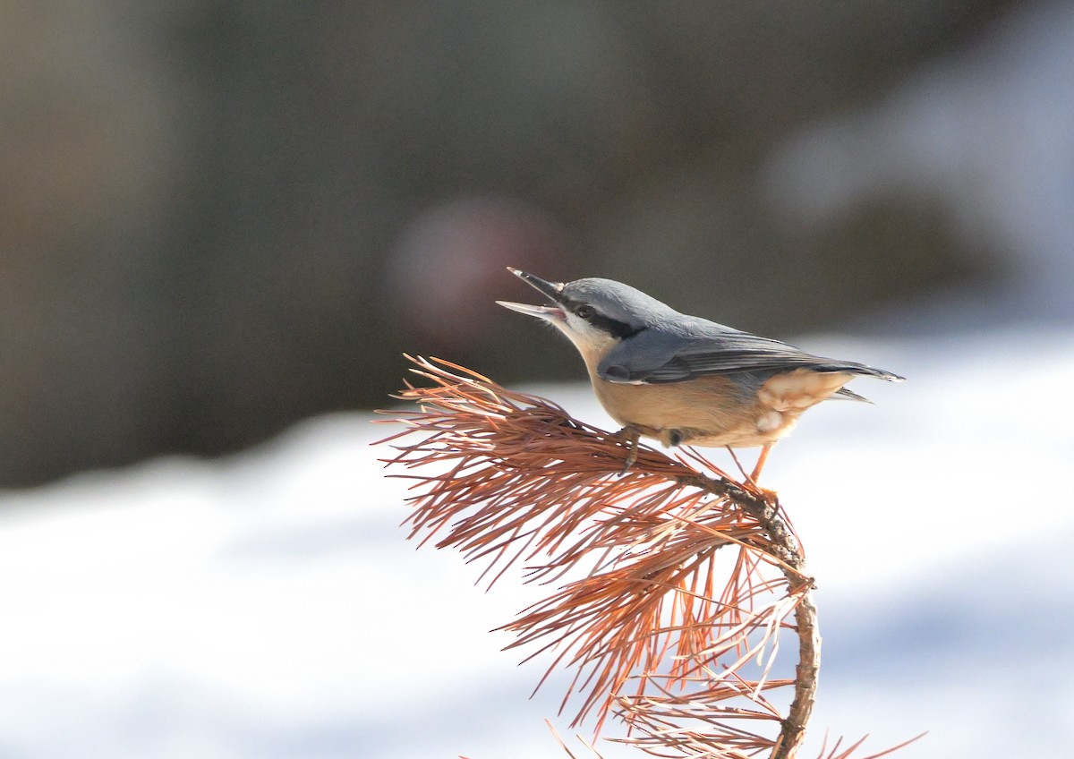 Eurasian Nuthatch - ML644990009