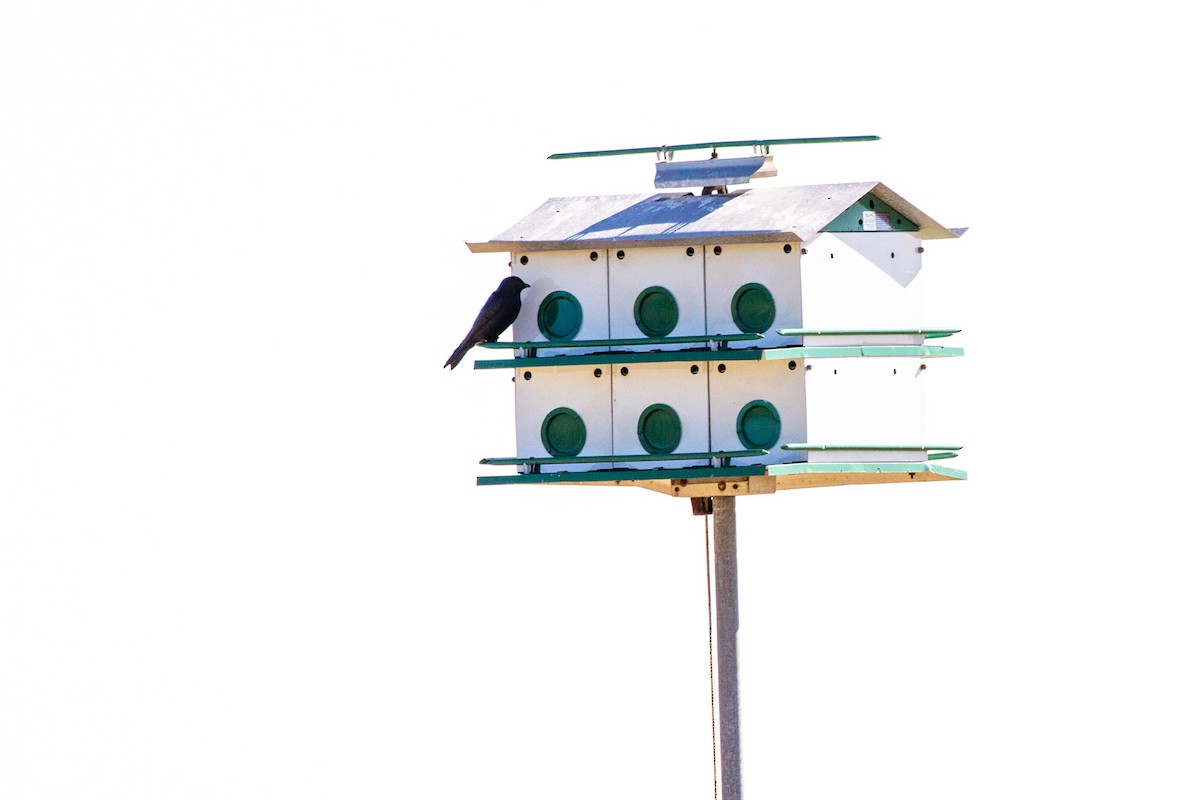 Purple Martin - ML644990012