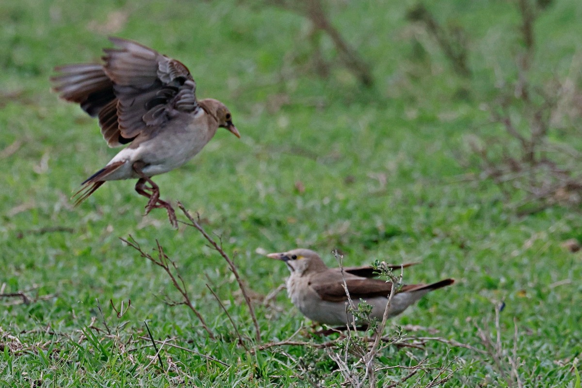 Wattled Starling - ML644990013