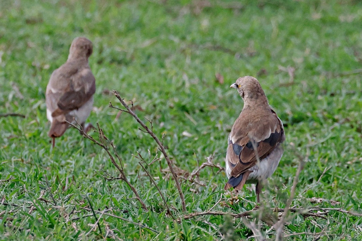 Wattled Starling - ML644990015