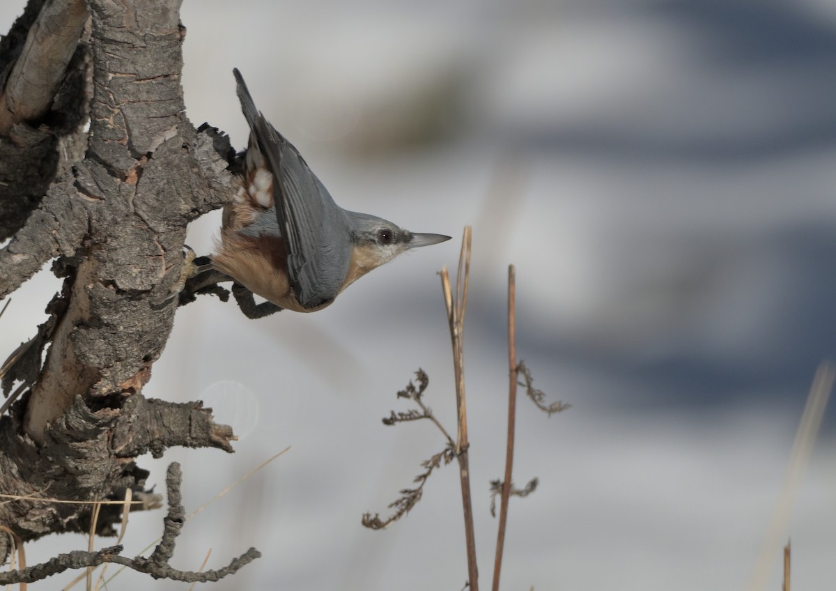 Eurasian Nuthatch - ML644990027