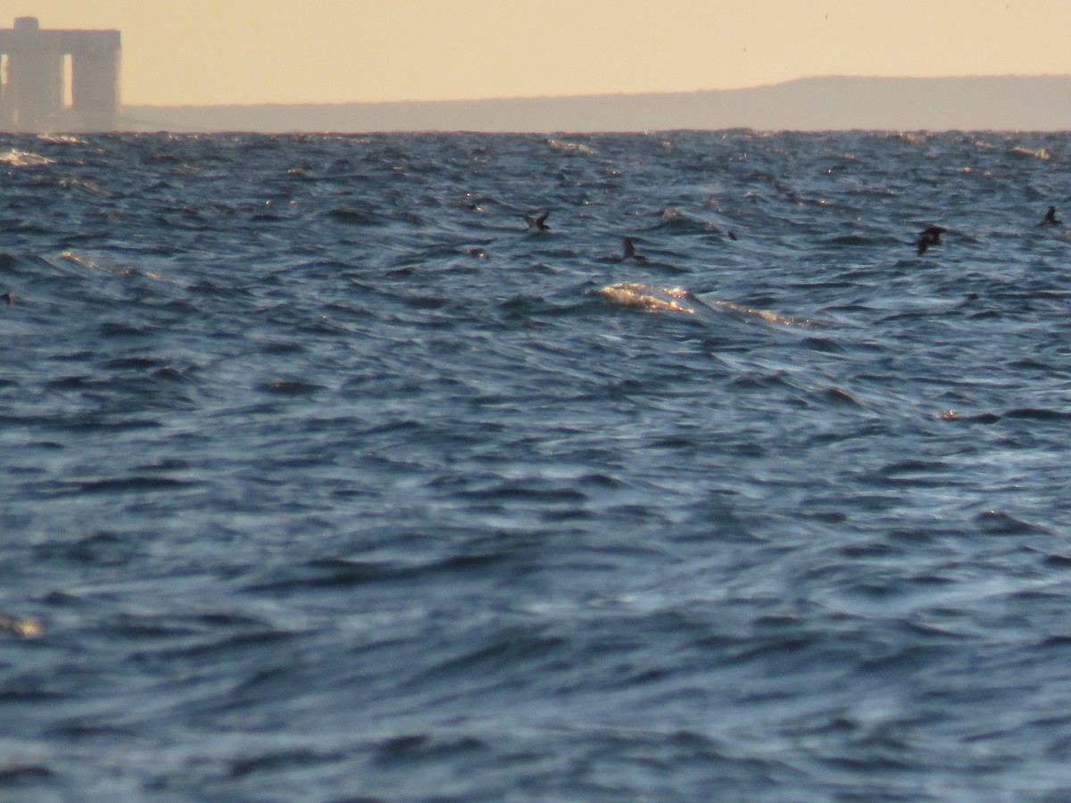 Manx Shearwater - ML644990039