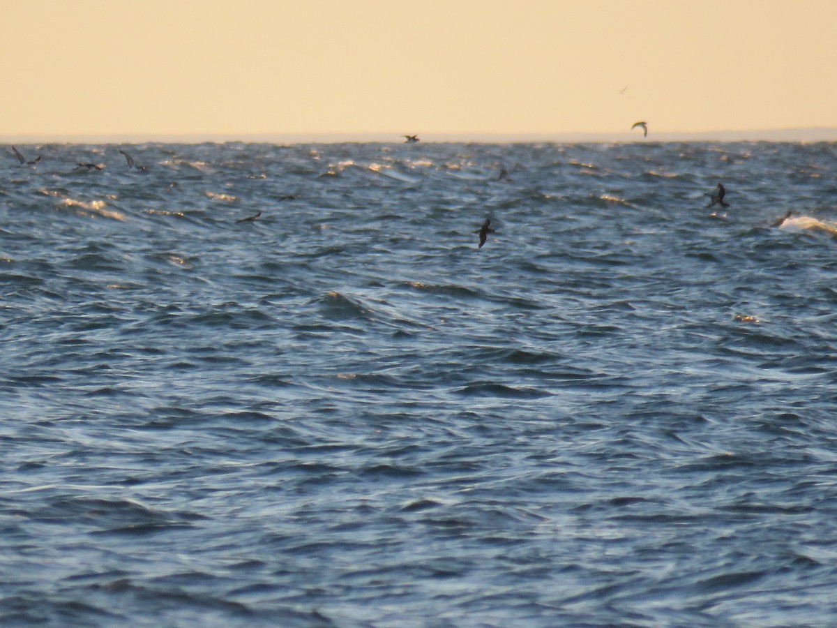 Manx Shearwater - ML644990044