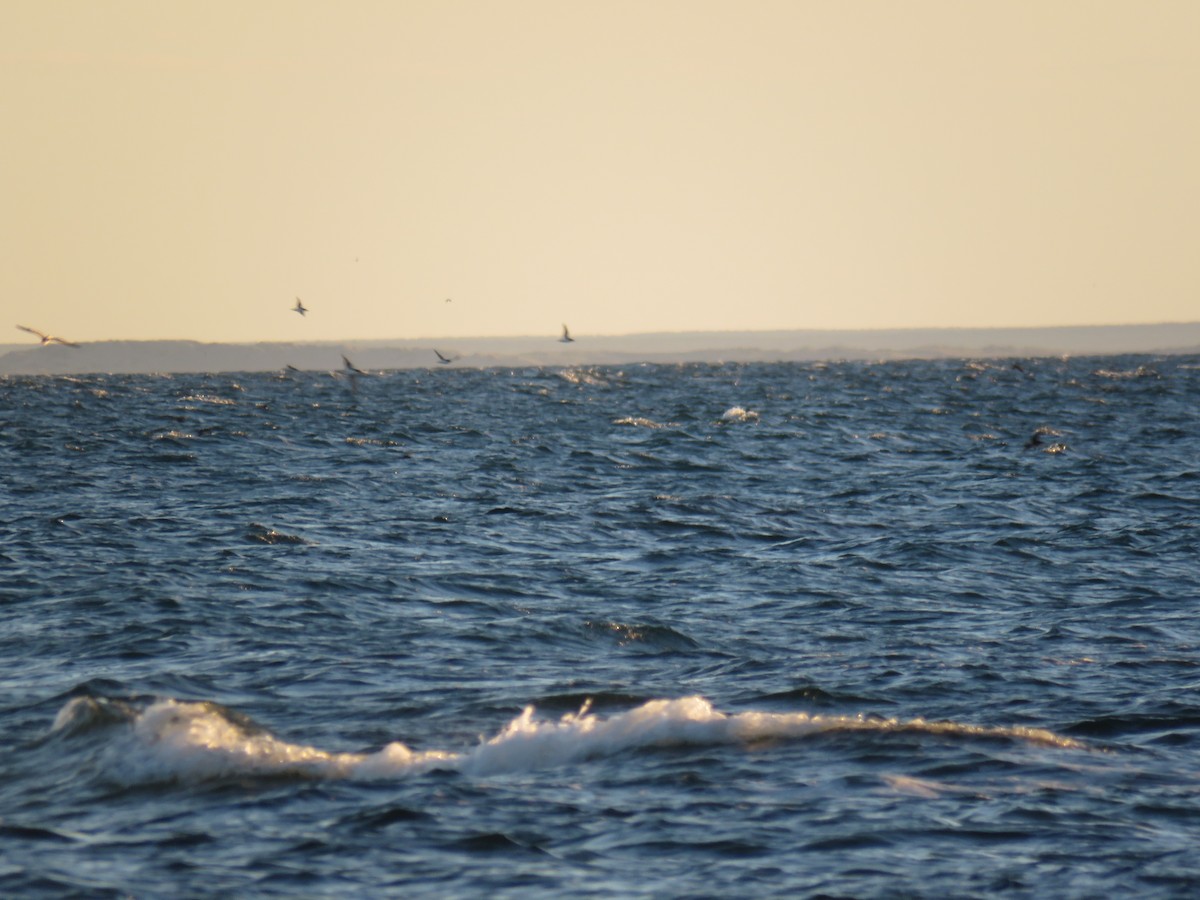 Manx Shearwater - ML644990045