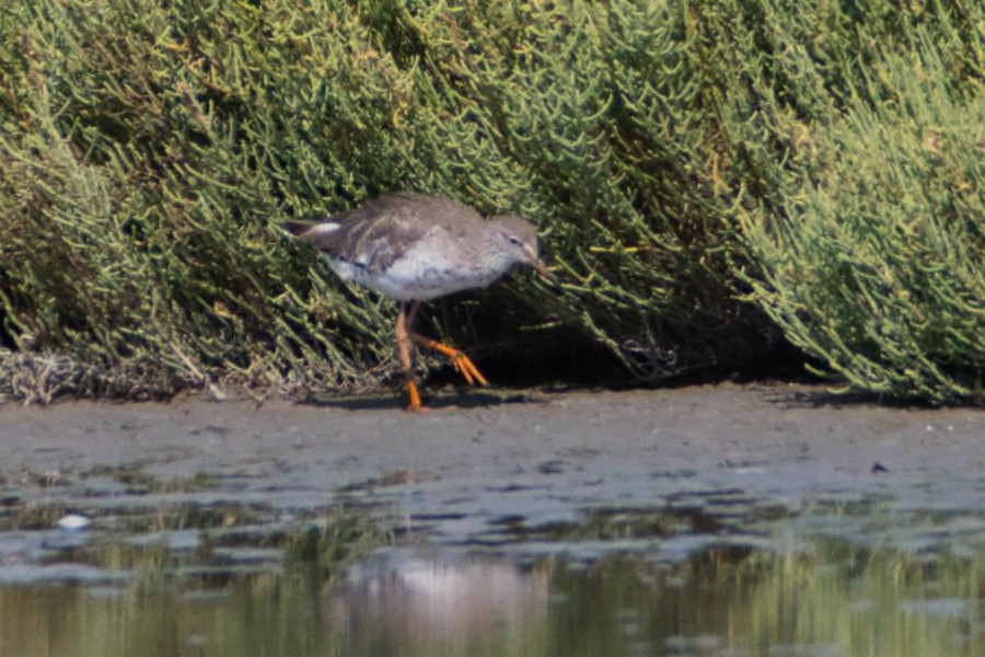 Chevalier gambette - ML644990048