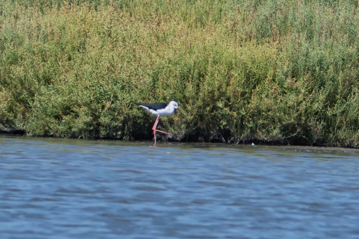 Échasse blanche - ML644990059