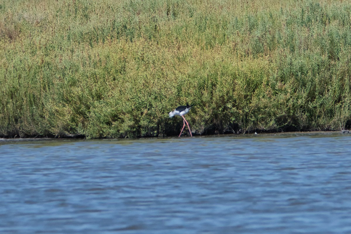 Échasse blanche - ML644990060