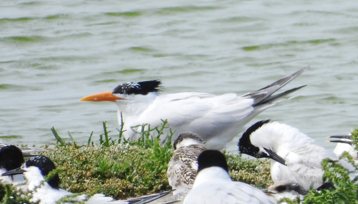 アフリカオオアジサシ - ML644990064