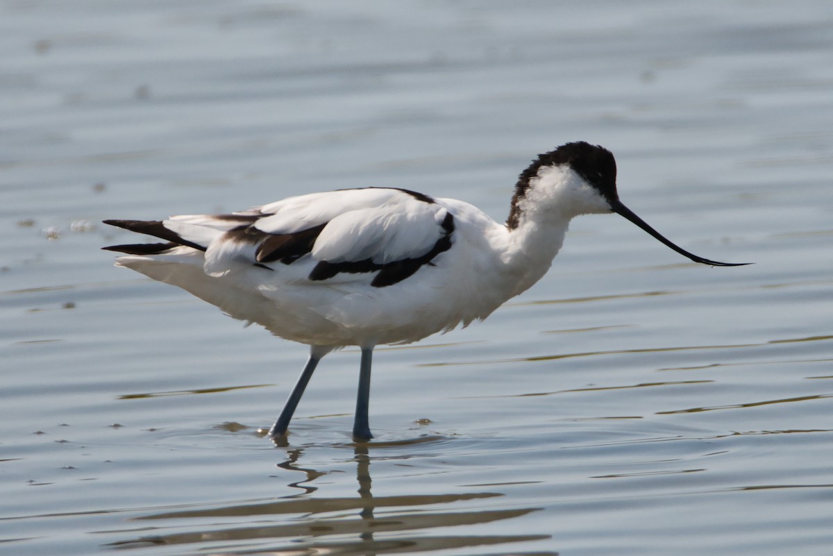 Avocette élégante - ML644990065