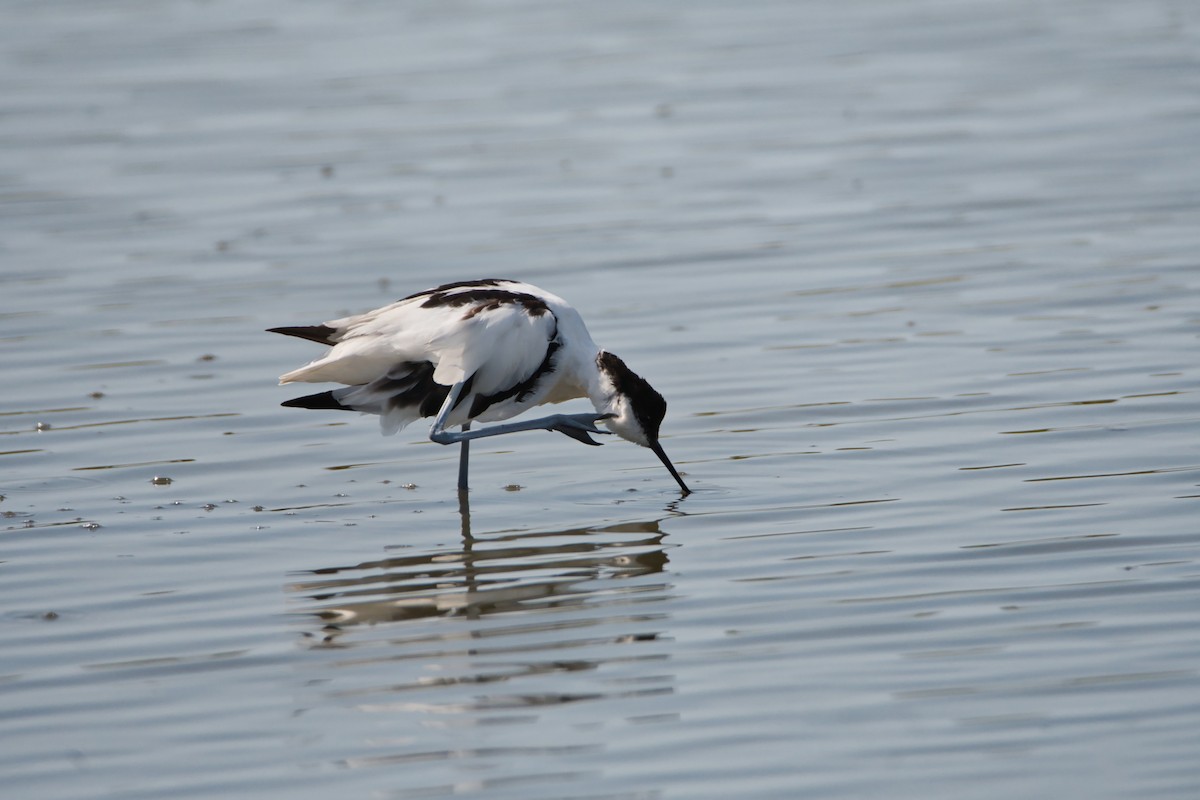Avocette élégante - ML644990066