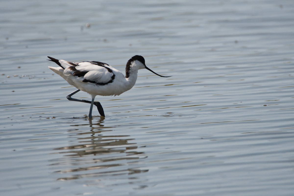 Avocette élégante - ML644990067